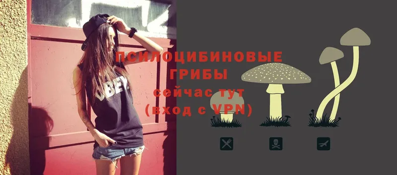 Псилоцибиновые грибы Psilocybe  Озёрск 